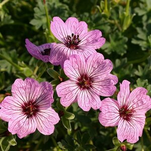 Geranium cinereum 'Ballerina' P9 - afbeelding 5