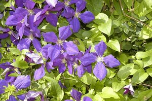 Clematis 'Jackmanii' C2