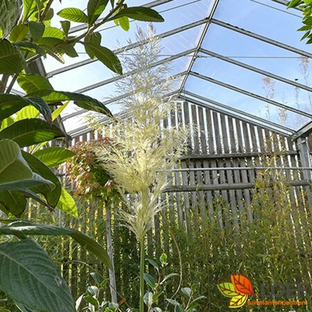 Cortaderia selloana C5 - afbeelding 1