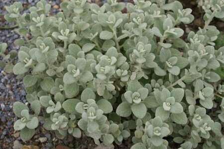 Ballota pseud. 'Compact Form' P9