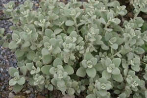 Ballota pseud. 'Compact Form' P9