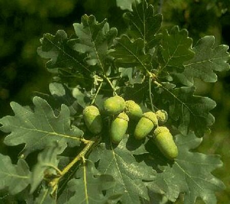 Quercus robur 10-12 C.  - afbeelding 2