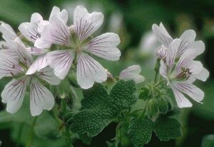 Geranium renardii P9
