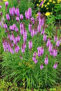 Liatris spicata 'Kobold' P9 - afbeelding 3