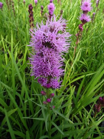Liatris spicata 'Kobold' P9 - afbeelding 5