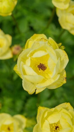 Trollius 'Cheddar' P9 - afbeelding 1