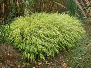 Hakonechloa macra 'Aureola' C2 - afbeelding 2