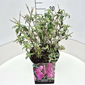 Buddleja davidii 'Pink Delight' C5 - afbeelding 4