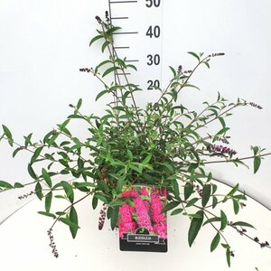 Buddleja davidii 'Royal Red' C5 - afbeelding 6