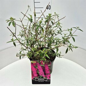 Buddleja davidii 'Royal Red' C5 - afbeelding 7