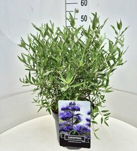 Caryopteris clandonensis 'Heavenly Blue' C5