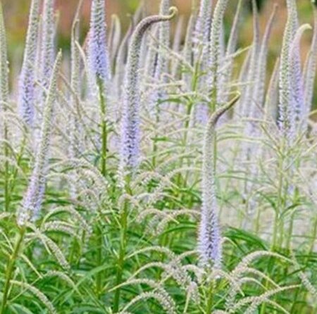 Veronicastrum virginicum 'Lavendelturm' P9 - afbeelding 2