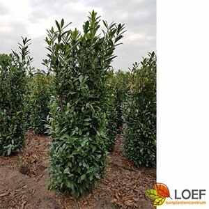 Prunus laurocerasus 'Caucasica' ST. 180 10-12 C. Lei - afbeelding 3