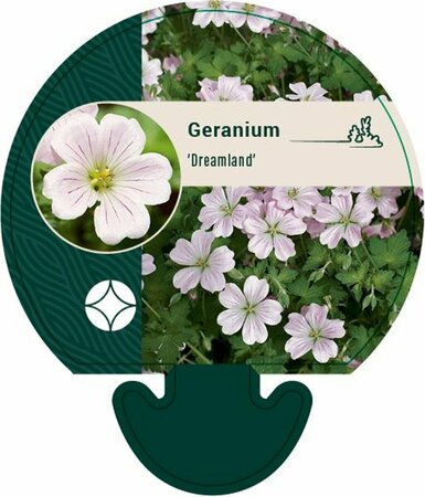 Geranium 'Dreamland' P9 - afbeelding 7