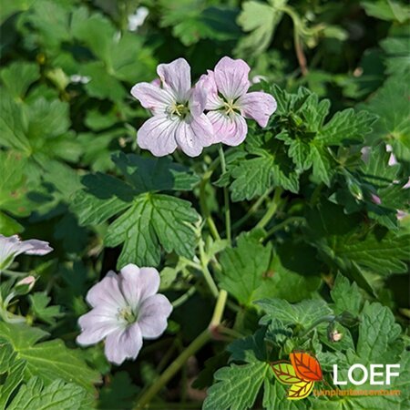 Geranium 'Dreamland' P9 - afbeelding 8