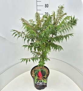 Rhus typhina 'Dissecta' 125/150 C. - afbeelding 2