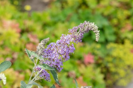 Buddleja davidii 'Lochinch' C2 - afbeelding 2
