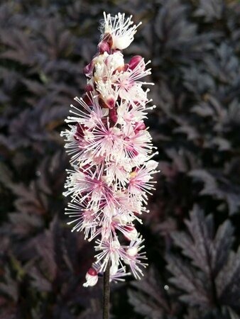 Actaea simplex 'Pink Spike' C2 - afbeelding 3