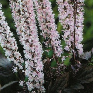 Actaea simplex 'Pink Spike' C2 - afbeelding 7
