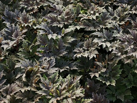 Actaea simplex 'Pink Spike' C2 - afbeelding 2