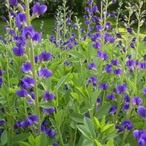 Baptisia australis P9 - afbeelding 1