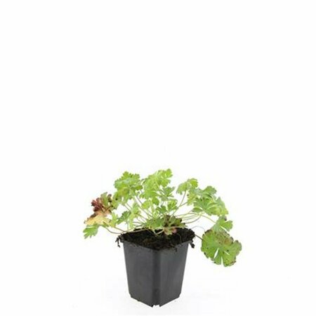 Geranium cantabrigiense 'Biokovo' C2 - afbeelding 5