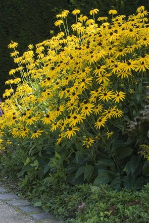 Rudbeckia fulgida 'Goldsturm' C2 - afbeelding 1