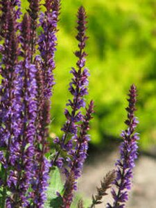 Salvia nemorosa 'Ostfriesland' C2 - afbeelding 3