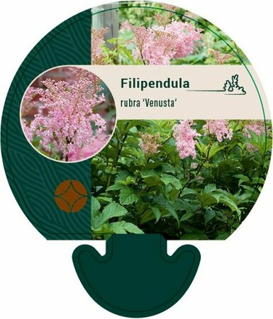 Filipendula rubra 'Venusta' P9 - afbeelding 4