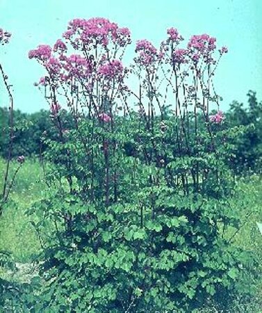 Thalictrum aquilegiifolium P9 - afbeelding 1