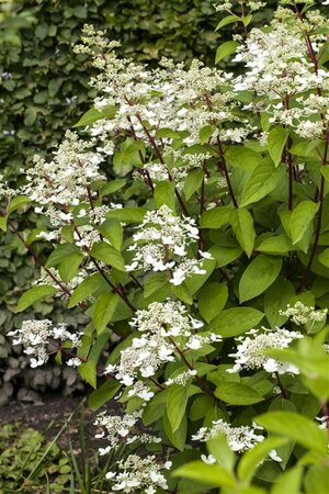 Hydrangea paniculata 'Wim's Red' C5 - afbeelding 1