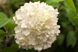 Hydrangea paniculata 'Wim's Red' C5 - afbeelding 2