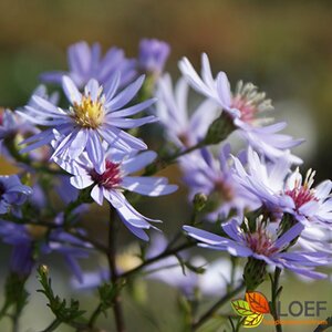 Aster cordifolius 'Little Carlow' P9