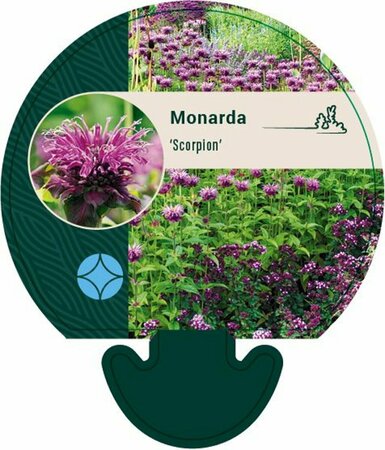Monarda 'Scorpion' P9 - afbeelding 3