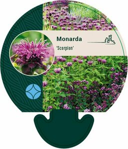 Monarda 'Scorpion' P9 - afbeelding 3