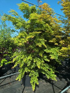 Acer palmatum 'Sangokaku' 100/125 C. - afbeelding 6