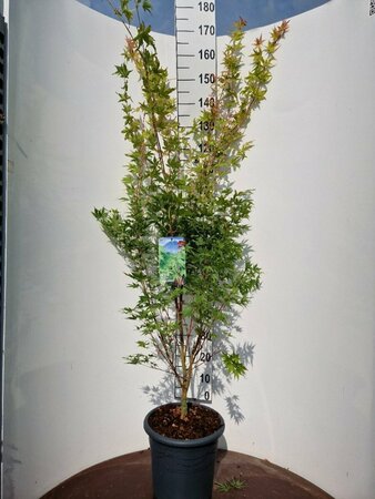 Acer palmatum 'Sangokaku' 100/125 C. - afbeelding 1