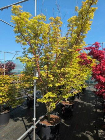 Acer palmatum 'Sangokaku' 100/125 C. - afbeelding 3