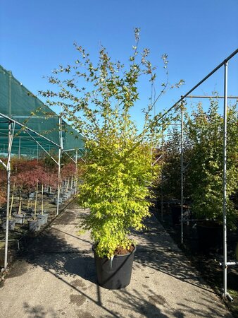 Acer palmatum 'Sangokaku' 100/125 C. - afbeelding 2