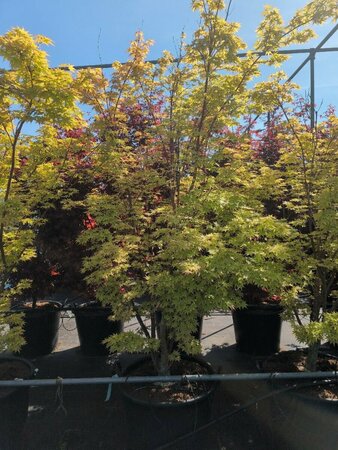 Acer palmatum 'Sangokaku' 100/125 C. - afbeelding 4