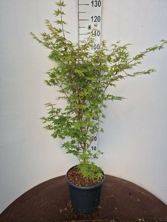 Acer palmatum 'Sangokaku' 100/125 C. - afbeelding 5