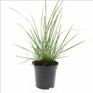 Pennisetum alopecuroides 'Hameln' C2 - afbeelding 8
