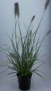 Pennisetum alopecuroides 'Hameln' C2 - afbeelding 12