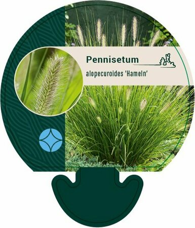 Pennisetum alopecuroides 'Hameln' C2 - afbeelding 18