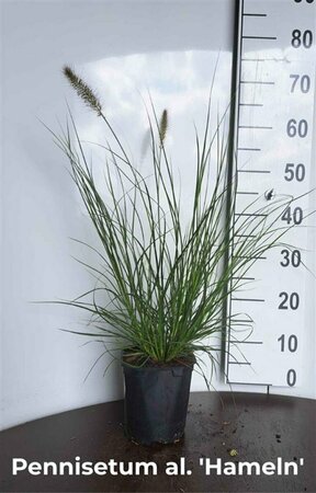 Pennisetum alopecuroides 'Hameln' C2 - afbeelding 17