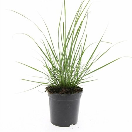 Pennisetum alopecuroides 'Hameln' C2 - afbeelding 27