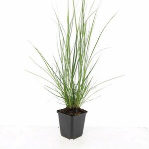 Pennisetum alopecuroides 'Hameln' C2 - afbeelding 25