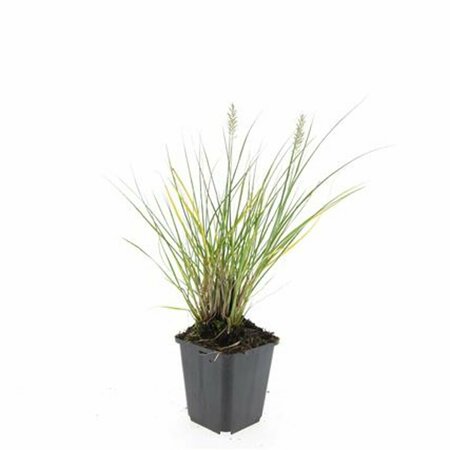 Pennisetum alopecuroides 'Hameln' C2 - afbeelding 20