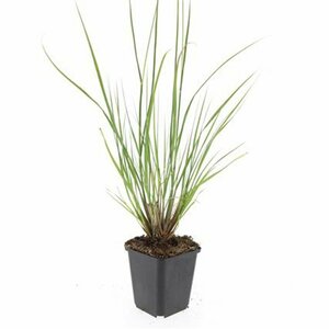 Pennisetum alopecuroides 'Hameln' C2 - afbeelding 23