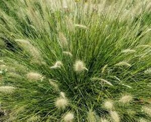 Pennisetum alopecuroides 'Little Bunny' C2 - afbeelding 14
